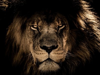 lion.jpg