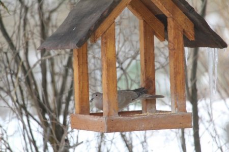 feeding time.jpg dove.jpg