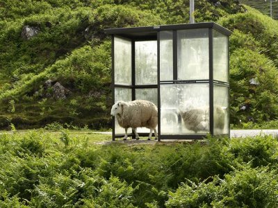 sheep-974107__480.jpg