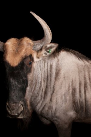 blue-wildebeest_thumb_2x3.jpeg