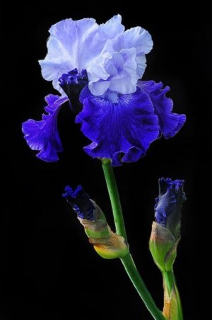 tumblr_2d25d222786f9d5cb13e85f4aa57492f_4e0e6269_640.jpg