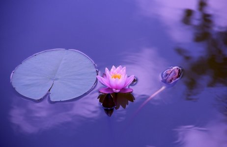 lilypad.jpg