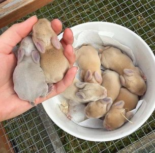 newborns.jpg