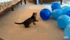 AgedImpressiveGalapagostortoise-max-1mb.gif