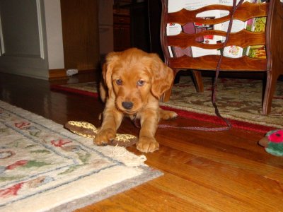 Fox 8 Weeks.JPG