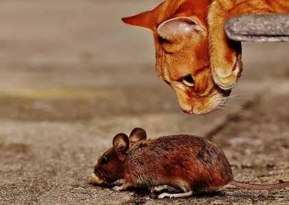 catandmouse.jpg