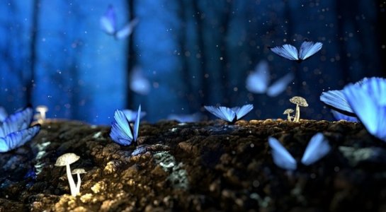 butterflies2.jpg