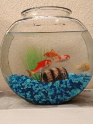 fishies.jpg fishies.jpg