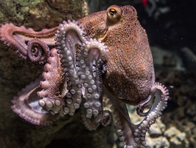 octopus.jpg
