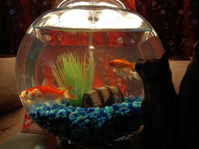 fishies under watch.jpg fishies under watch.jpg