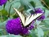 a a emoti butterfly.jpg
