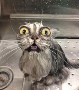 clammy cat.jpg