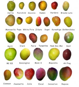 Mangoes types..jpg Mangoes types..jpg