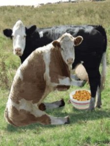 Funny-Cow.jpg