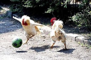 farmChicken-play-soccer.jpg
