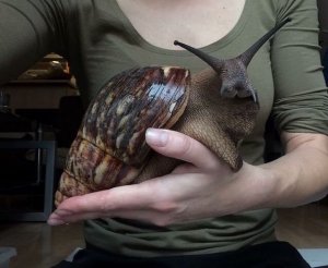 Pet slug..jpg