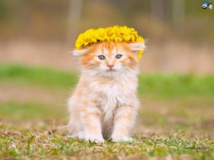 cats-149a.jpg