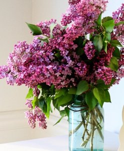 lilacs1.jpeg