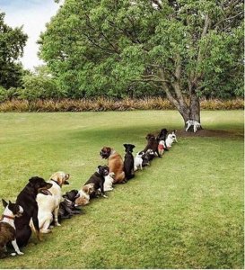Dogs..jpg