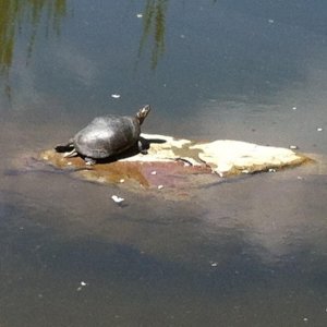 Turtle.jpg