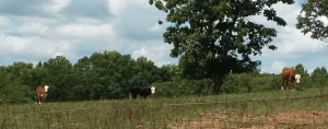 cows8_2017.gif