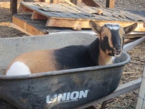 ugoat.jpg
