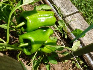 peppers (800x600).jpg