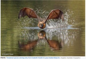 flying fox.jpg flying fox.jpg