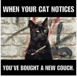 cat couch.jpg