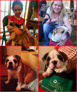 collagedog2.jpg