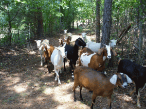 goatsA.gif