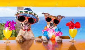 32316013-two-funny-dogs-drinking-cocktails-at-the-bar-in-a-beach-club-party-with-ocean-view-Stoc.jpg
