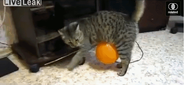 706560c704d99cb18293dff711c8c608.gif