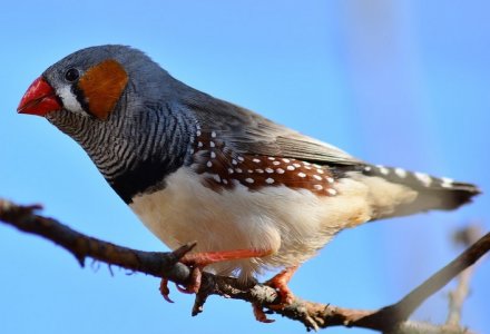zebra-finch.jpg