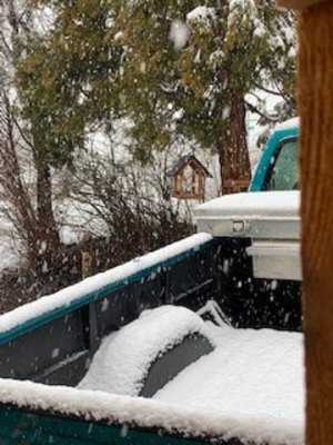 snow birds.jpg2.jpg