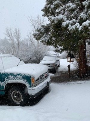 snow birds.jpg