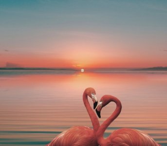 flamingosunset.jpg