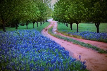 6e5258839b75e83da955513b0e663ad3--texas-travel-texas-bluebonnets.jpg