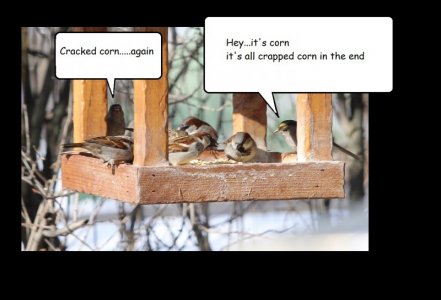 corn.jpg