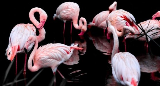 flamingos.jpg