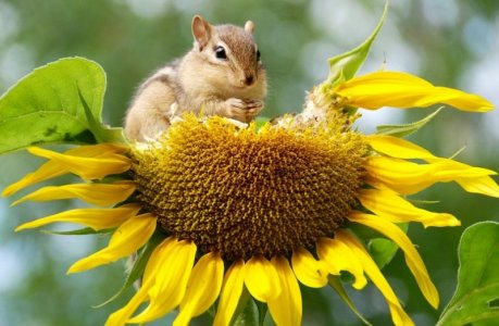 chipmunkeating.jpg