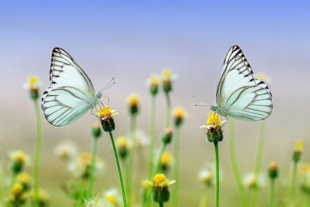 butterflies.jpg