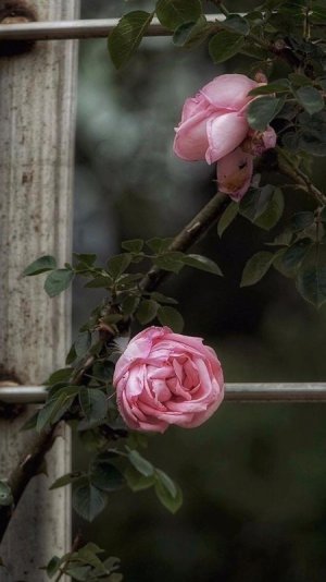 tumblr_3dbd04d8f64001936e09638a1ba12582_b120a60e_1280.jpg