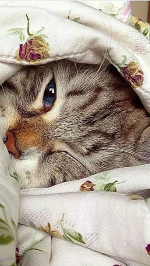 cool cat bankie.jpg
