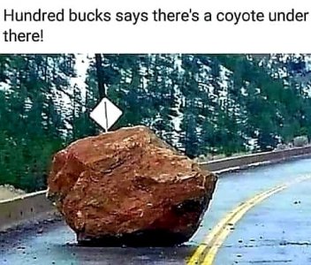 coyote.jpg