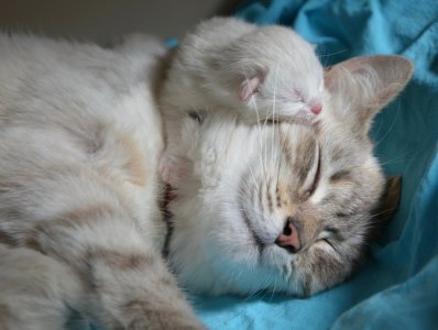 kittencuddle.jpg