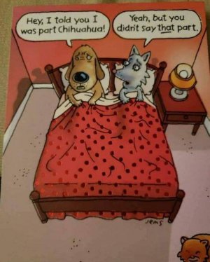 chiwawa.jpg