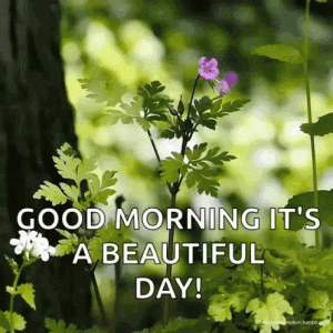 good-morning-beautiful-day.gif