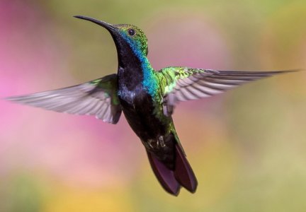 hummingbird.jpg hummingbird.jpg