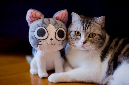 Cat with Cat.jpg